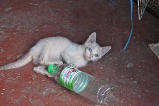 Baby - Domestic Medium Hair Cat