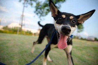 Thea - Doberman Pinscher Mix Dog