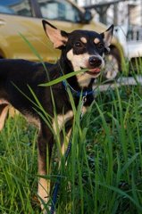 Thea - Doberman Pinscher Mix Dog