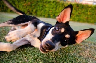 Thea - Doberman Pinscher Mix Dog