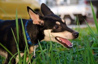 Thea - Doberman Pinscher Mix Dog