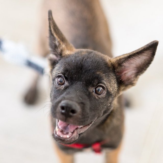 Serene - Mixed Breed Dog