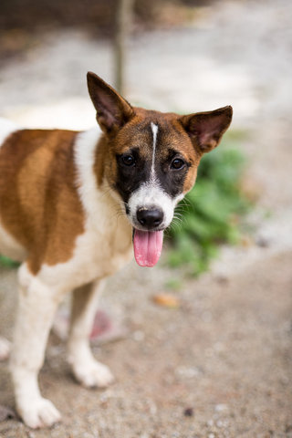 Lala Girl - Mixed Breed Dog