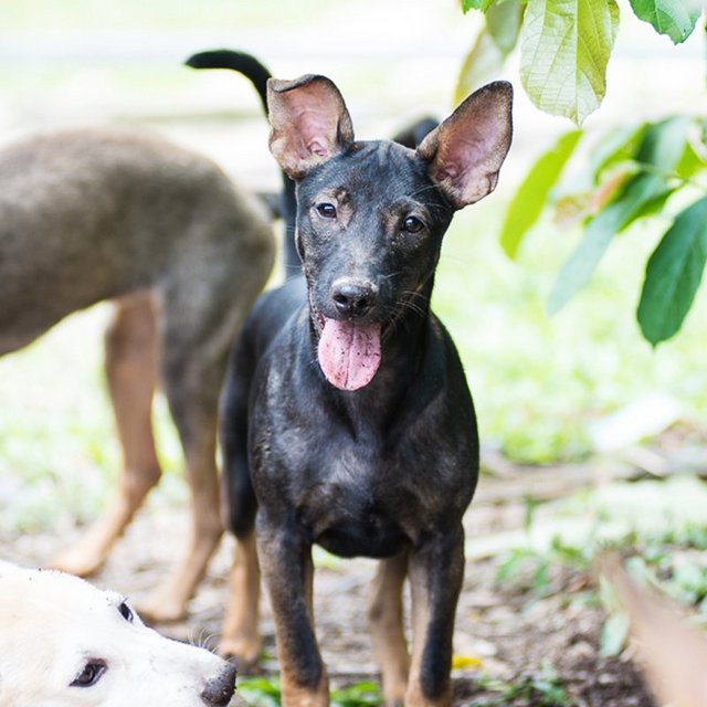 Shiro - Mixed Breed Dog