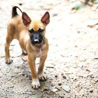 Doreen - Mixed Breed Dog