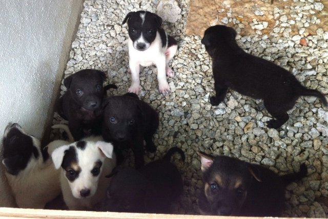 Stray Puppies - Mixed Breed Dog