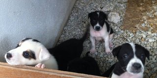 Stray Puppies - Mixed Breed Dog