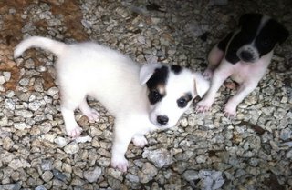 Stray Puppies - Mixed Breed Dog