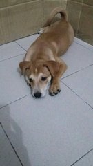 Male Puppy - Mixed Breed Dog