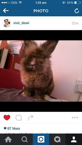 Whisky - Lionhead Rabbit