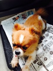 Girl Girl - Pekingese + Pomeranian Dog