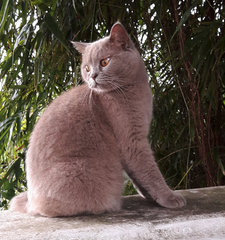 Mister Puss - British Shorthair Cat