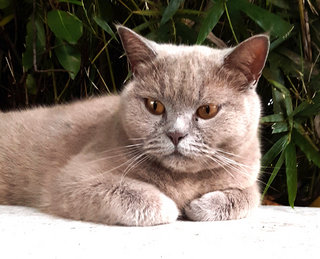 Mister Puss - British Shorthair Cat