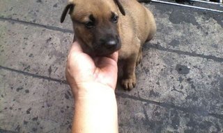 Nameless  - Mixed Breed Dog