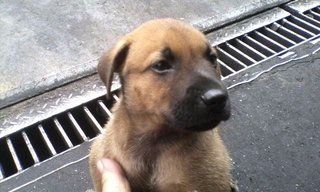 Nameless  - Mixed Breed Dog