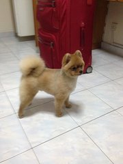 Pomeranian - Pomeranian Dog