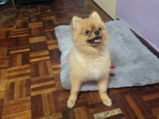 Pomeranian - Pomeranian Dog