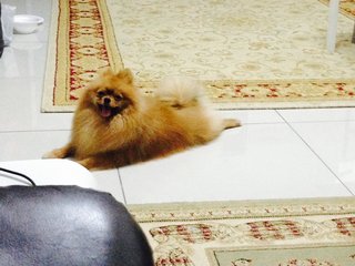 Pomeranian - Pomeranian Dog