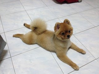 Pomeranian - Pomeranian Dog