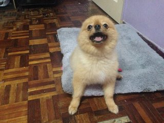 Pomeranian - Pomeranian Dog