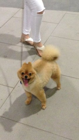 Pomeranian - Pomeranian Dog