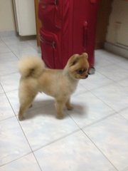 Pomeranian - Pomeranian Dog