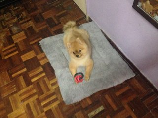 Pomeranian - Pomeranian Dog