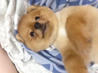 Pomeranian - Pomeranian Dog