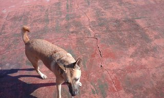  Courty - Mixed Breed Dog