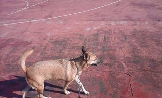  Courty - Mixed Breed Dog