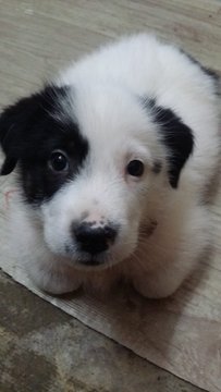 Panda - Mixed Breed Dog