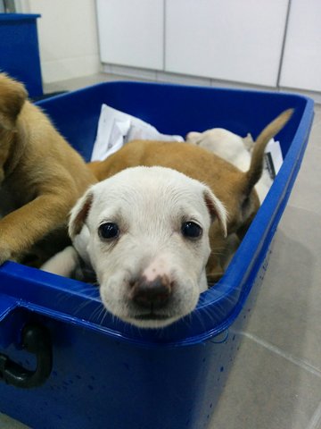 Puppy White - Mixed Breed Dog