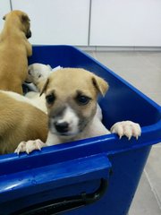 Puppy White - Mixed Breed Dog