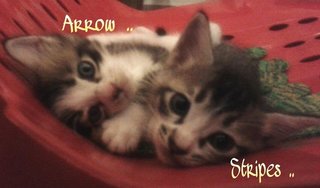 Stripes &amp; Arrow - Domestic Short Hair Cat