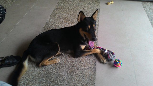 Choco-young-smart! - Dachshund + Husky Dog