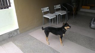 Choco-young-smart! - Dachshund + Husky Dog