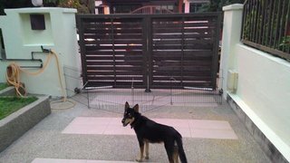 Choco-young-smart! - Dachshund + Husky Dog