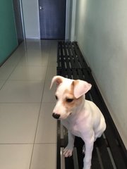 Baby Snow White - Mixed Breed Dog