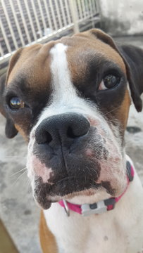 PF73491 - Boxer Dog