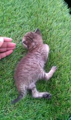 Comel - Abyssinian Cat