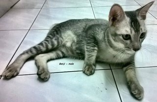 Domestic Short Hair - Domestic Short Hair Cat