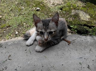 Domestic Short Hair - Domestic Short Hair Cat