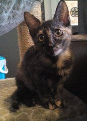 Kopi - Tortoiseshell + Domestic Short Hair Cat