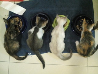 Kopi and her siblings. The rightmost one will be up for adoption after she recovers from ringworm