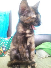 Kopi - Tortoiseshell + Domestic Short Hair Cat