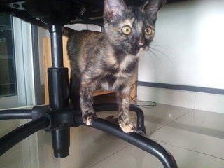 Kopi - Tortoiseshell + Domestic Short Hair Cat