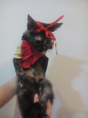 Kopi - Tortoiseshell + Domestic Short Hair Cat