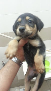 Puppy - Mixed Breed Dog