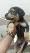 Puppy - Mixed Breed Dog