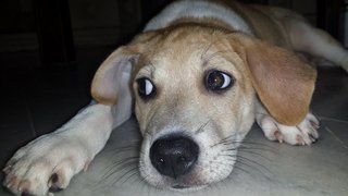 Chubby - Mixed Breed Dog